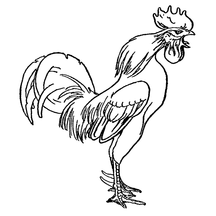 Crowing Rooster 1666F